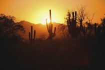 Sunset With Cactus Silhouette — Stock Photo