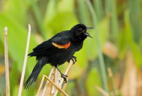 Pássaro-preto-de-asa-vermelha, Wacodahatchee Wetlands — Fotografia de Stock