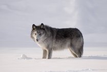 Вовк стоїть у сніг — стокове фото