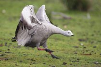 Cape Barren Goose — Stock Photo