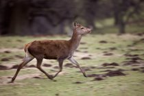 Deer Foal Running — Stock Photo