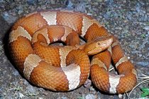 Transpecos Copperhead lying on the ground — Stock Photo