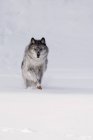 Wolf läuft im Schnee — Stockfoto