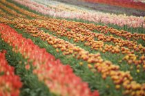 Campo de tulipán colorido - foto de stock