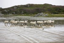 Овцы в воде, Колонсей, Шотландия — стоковое фото
