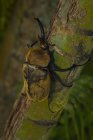 Elephant Beetle On Tree — Stock Photo