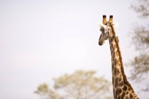 Girafa, Arathusa Safari Lodge — Fotografia de Stock