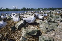 Black-Headed Gulls — Stock Photo