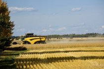 Combine Harvesting Wheat Field — Stock Photo