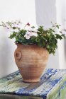 Plant Pot with flowers — Stock Photo