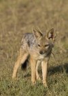 Fox in piedi a terra — Foto stock