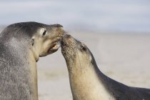 Cute sea lions kissing against blurred background — Stock Photo