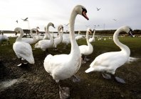 Colony Of Swans on ground — Stock Photo