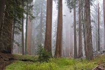Árboles de Sequoia en el Parque Nacional de Sequoia - foto de stock