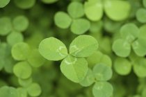 Зеленые листья клевера — стоковое фото