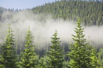 Foresta nebbiosa in montagna — Foto stock