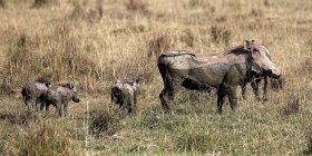 Warthogs, lac Nakuru — Photo de stock