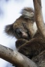 Коала в дерево в Австралії — стокове фото