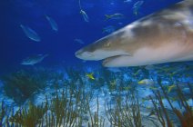 Zitronenhai unter Wasser — Stockfoto