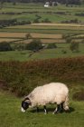 Sheep Grazing, North Yorkshire, England — Stock Photo