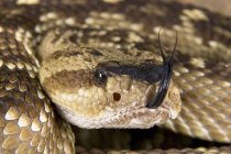 Serpiente de cascabel defensiva de cola negra - foto de stock