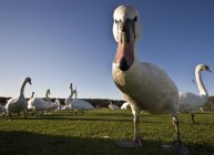 Велика зграя гусей — стокове фото