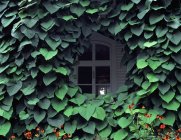 Ivy Covered Window — Stock Photo