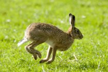 Hare Hopping In Grass — Stock Photo