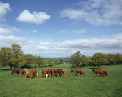 Pâturage des bovins sur le champ — Photo de stock