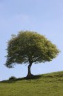 Дерево у полі в присутності Синє небо — стокове фото