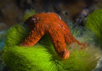 Estrella de mar alimentándose de algas - foto de stock