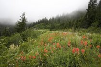 Rote Blumen auf der Seite des Berges — Stockfoto