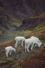 Dall Schafe, Schafe mit Lämmern — Stockfoto