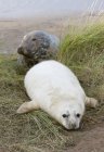 Серый тюлень и младенческий тюлень — стоковое фото