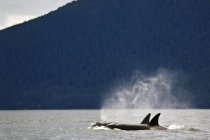 Balene assassine sulla superficie dell'acqua — Foto stock
