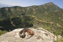 Serpente-rei da montanha sonora — Fotografia de Stock