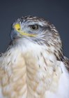 Falco ferruginoso distoglie lo sguardo — Foto stock
