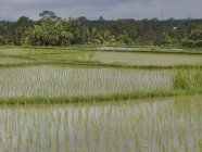 Campos de arroz, Bali — Fotografia de Stock