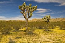 Joshua Tree en el desierto de Mojave - foto de stock