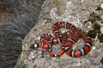 Королівська змія Каліфорнії гори — стокове фото