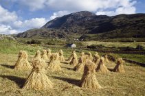 Tradicional Farming, Trigo Stooks; Irlanda — Fotografia de Stock