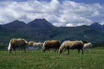 Pferde auf der Weide; co kerry — Stockfoto