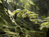 Закрыть Ferns в лесу — стоковое фото