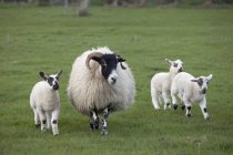 Овцы и ягнята на поле — стоковое фото