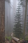 Árboles en el Parque Nacional Sequoia - foto de stock