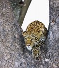 Leopard legt sich auf Baum — Stockfoto