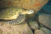 Grande tortue de mer verte — Photo de stock