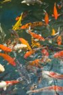 Goldfish em lagoa de peixe — Fotografia de Stock