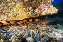 Schooling Soldierfish in Hawaii — Stock Photo