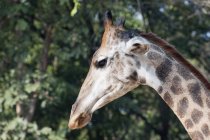 Visão lateral da cabeça da girafa — Fotografia de Stock